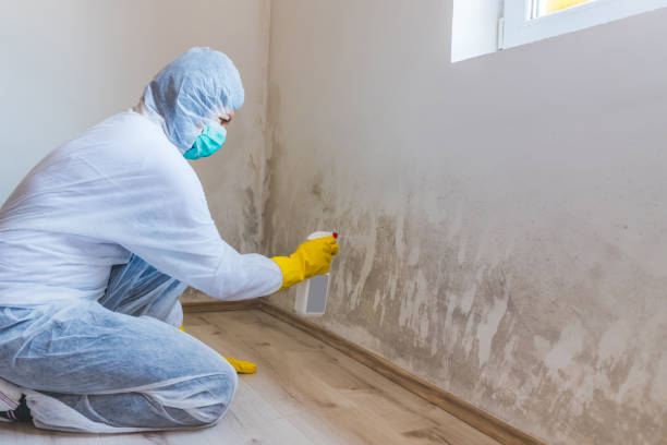 Licensed Mold Remediation service in Fort Lauderdale, FL - WQB Mold Removal